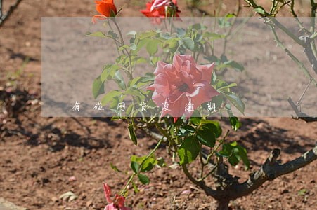 有碰网贷没逾期