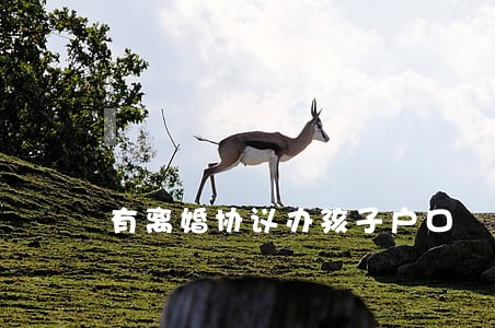 有离婚协议办孩子户口 有离婚协议办孩子户口