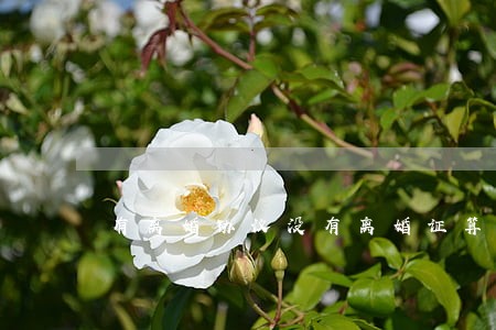 有离婚协议没有离婚证算离婚么 有离婚协议没有离婚证算离婚么