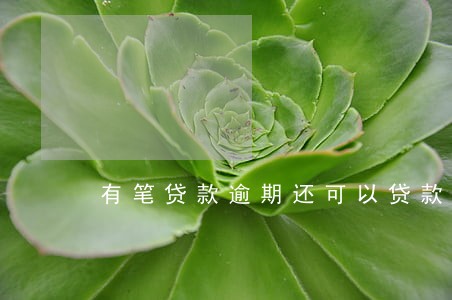 有笔贷款逾期还可以贷款吗