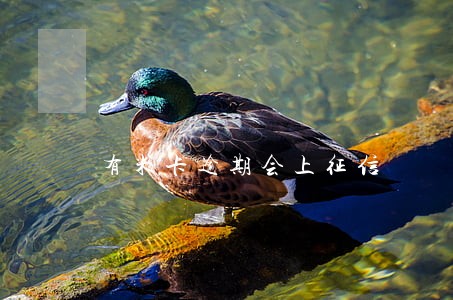 有米卡逾期会上征信 有米卡逾期会上征信