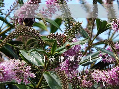 有纠纷推倒墙违法吗