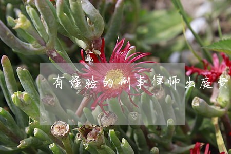 有经验的刑事律师出庭费用