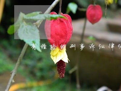 有经验的刑事诉讼律师电话咨询 有经验的刑事诉讼律师电话咨询