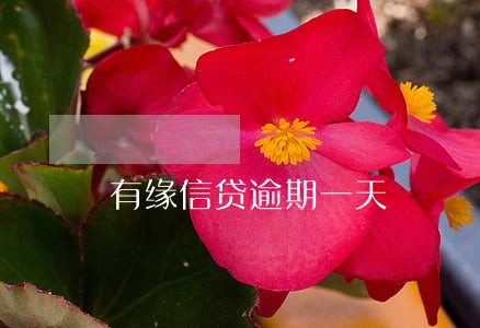 有缘信贷逾期一天