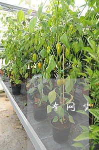 有网货逾期还能办信用卡吗 有网货逾期还能办信用卡吗