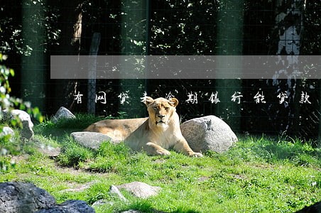 有网贷未逾期银行能贷款吗 有网贷未逾期银行能贷款吗