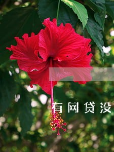有网贷没有逾期可以办信用卡吗