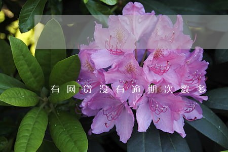 有网贷没有逾期次数多 有网贷没有逾期次数多