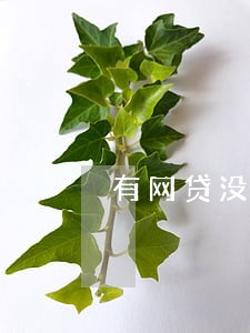 有网贷没逾期买房还能贷款吗