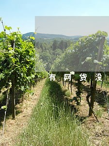 有网贷没逾期办什么都办不了 有网贷没逾期办什么都办不了