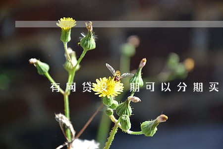 有网贷没逾期可以分期买车吗 有网贷没逾期可以分期买车吗