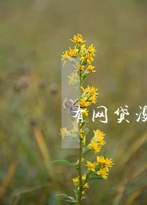 有网贷没逾期可以按揭买车吗 有网贷没逾期可以按揭买车吗