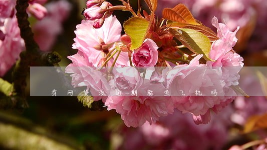 有网贷没逾期能坐飞机吗 有网贷没逾期能坐飞机吗