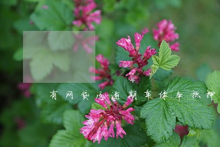 有网贷没逾期车绿本抵押 有网贷没逾期车绿本抵押