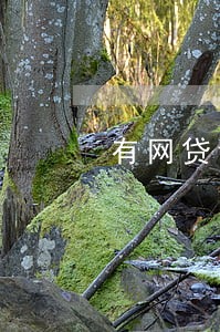 有网贷记录没有逾期能办房贷