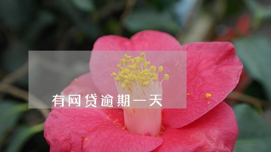 有网贷逾期一天 有网贷逾期一天
