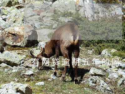 有网贷逾期五年的吗 有网贷逾期五年的吗