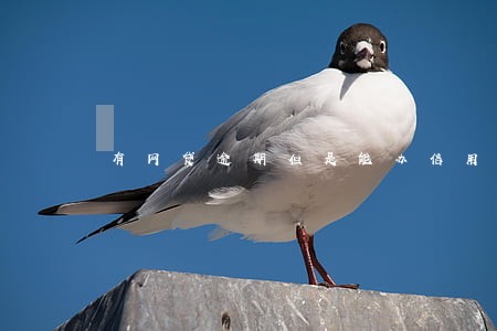 有网贷逾期但是能办信用卡 有网贷逾期但是能办信用卡