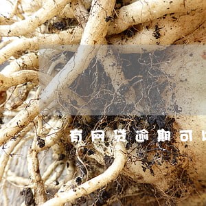 有网贷逾期可以做公司法人吗 有网贷逾期可以做公司法人吗