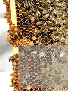 有网贷逾期可以申请银行贷款吗 有网贷逾期可以申请银行贷款吗