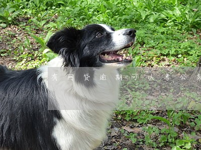 有网贷逾期可以考公务员 有网贷逾期可以考公务员