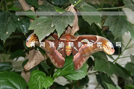 有网贷逾期影响卖房吗 有网贷逾期影响卖房吗