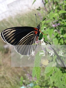 有网贷逾期影响房贷吗 有网贷逾期影响房贷吗