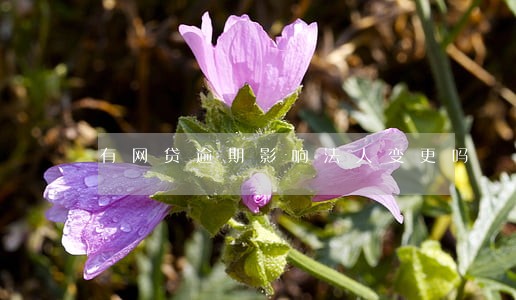 有网贷逾期影响法人变更吗 有网贷逾期影响法人变更吗