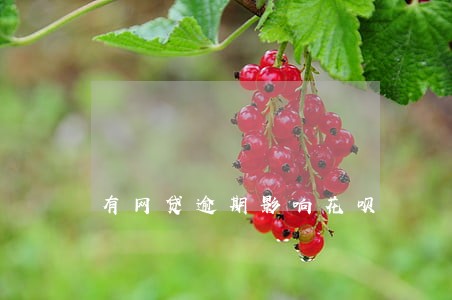 有网贷逾期影响花呗 有网贷逾期影响花呗