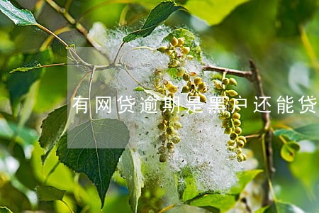 有网贷逾期是黑户还能贷吗