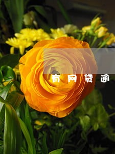 有网贷逾期能下的网贷 有网贷逾期能下的网贷