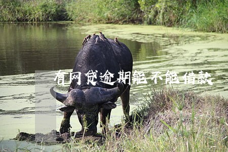 有网贷逾期能不能借款 有网贷逾期能不能借款