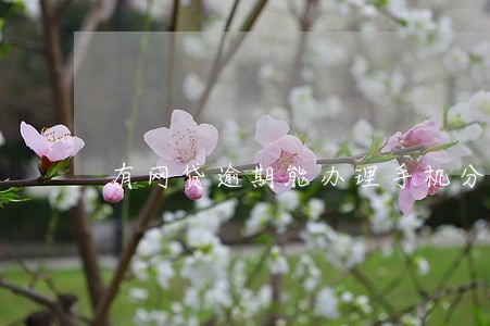 有网贷逾期能办理手机分期吗 有网贷逾期能办理手机分期吗