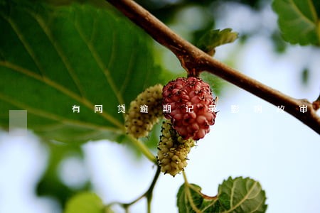 有网贷逾期记录影响政审嘛 有网贷逾期记录影响政审嘛