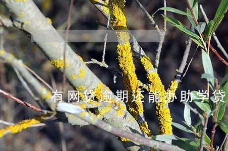 有网贷逾期还能办助学贷款吗 有网贷逾期还能办助学贷款吗