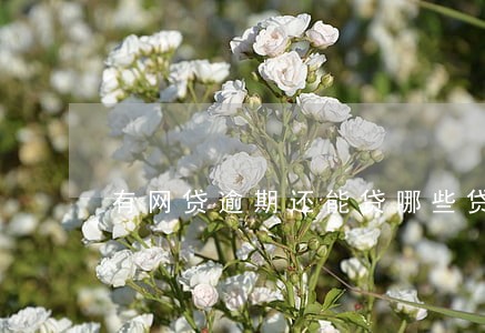 有网贷逾期还能贷哪些贷 有网贷逾期还能贷哪些贷