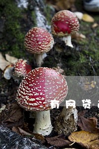 有网贷逾期还能银行贷款吗 有网贷逾期还能银行贷款吗