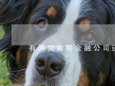 有网贷逾期金融公司还放车贷嘛 有网贷逾期金融公司还放车贷嘛
