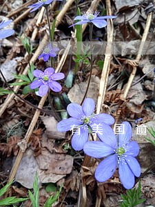 有美国逾期记录签证取消 有美国逾期记录签证取消
