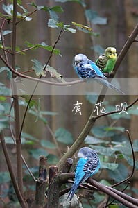 有花呗借呗逾期协商成功的吗 有花呗借呗逾期协商成功的吗