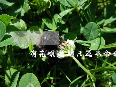 有花呗逾期只还本金的吗 有花呗逾期只还本金的吗