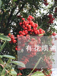 有花呗逾期能办理其他贷款吗 有花呗逾期能办理其他贷款吗