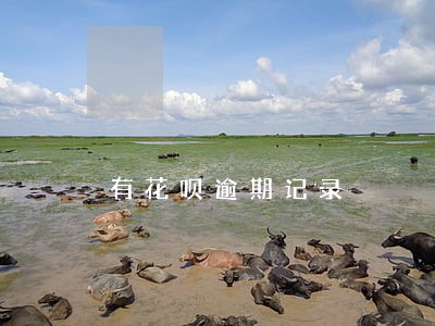 有花呗逾期记录 有花呗逾期记录