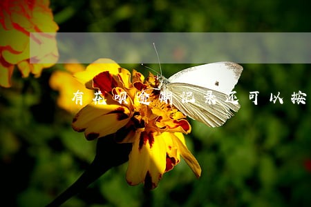 有花呗逾期记录还可以按揭买房吗 有花呗逾期记录还可以按揭买房吗