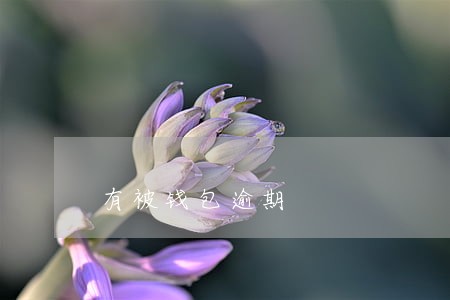 有被钱包逾期 有被钱包逾期
