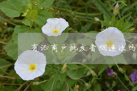 有证商户批发香烟违法吗