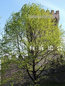 有诉讼公司不能被注销
