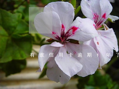 有谁信用卡逾期1年了