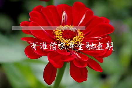 有谁借呗车金融逾期